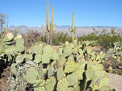 123 Saguaro National Park